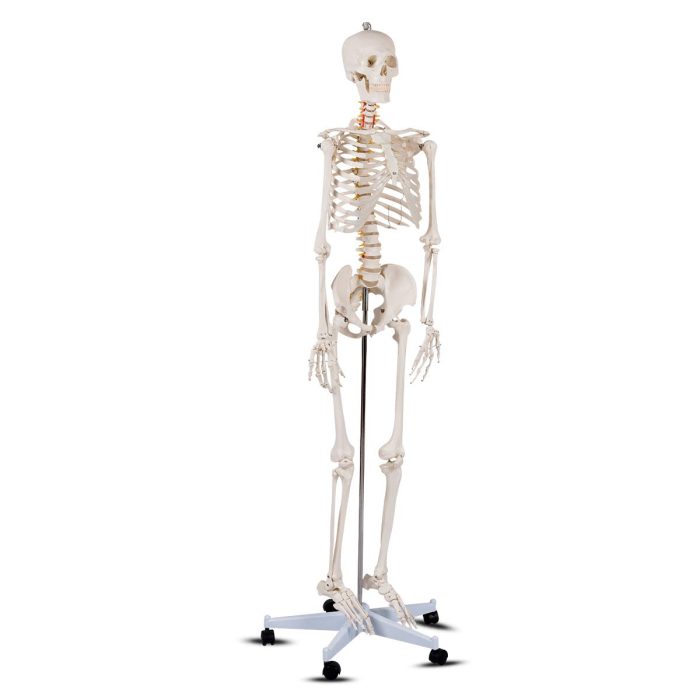 Giantex B010L18XEW Life Size 70.8" Human Anatomical Anatomy Skeleton Medical Model  Stand - Image 1